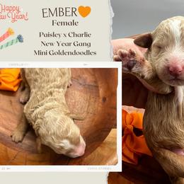 Ember - Red  female Goldendoodle puppy in Hilton, New York from The House of Goldendoodle