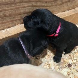 Third pick black female - Black female Labrador Retriever puppy in Moores Hill, Indiana from On Point Labradors