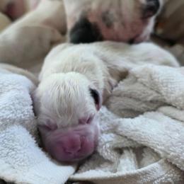 Bingo - White and brindle female American Bulldog puppy in Homer, Georgia from Valor American Bulldogs