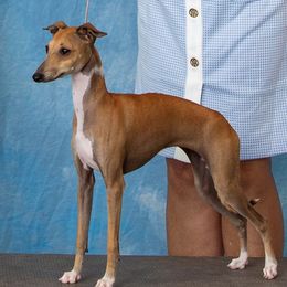 Tink - Italian Greyhound