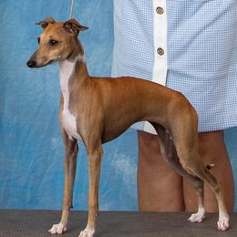 Tink - Italian Greyhound