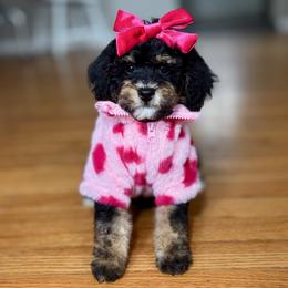 Cinderella - Tri-color female Bernedoodle puppy in Munster, Indiana from Miranda’s Sunshine Poodles and Doodles