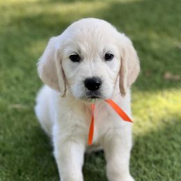 Mr. Red. Just look at the video and how chill he is. That says it all. - Light golden male Golden Retriever puppy in Lawrenceburg, Tennessee from Summerland Goldens