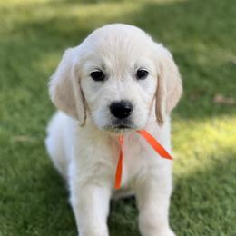 Mr. Red. Just look at the video and how chill he is. That says it all. - Light golden male Golden Retriever puppy in Lawrenceburg, Tennessee from Summerland Goldens