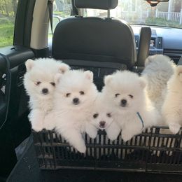Pomeranian and Pomsky Puppies from Bonnie’s Little Fluffys
