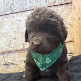 Dora - Brown female Newfoundland puppy in Goodhue, Minnesota from Claypits Newfoundlands