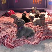 Thai Ridgebacks from Topking Thai Ridgeback Dogs