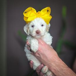 Sugar - Cream female Double Doodle puppy in Cleveland, Tennessee from Edgewater Doodles & Designer Pups