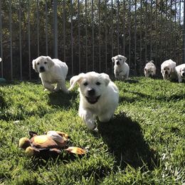Golden Retriever Puppies from Lakeside Golden Retrievers