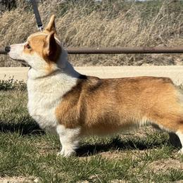 Reba - Pembroke Welsh Corgi