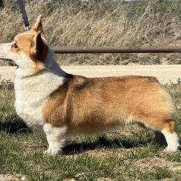 Reba - Pembroke Welsh Corgi