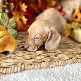 Shade - Cream male Dachshund puppy in Homedale, Idaho from Darlenea Engan