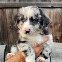 Gnocchi - Blue merle female Miniature Australian Shepherd puppy in Fort Collins, Colorado from Basil’s Sweet Creatures