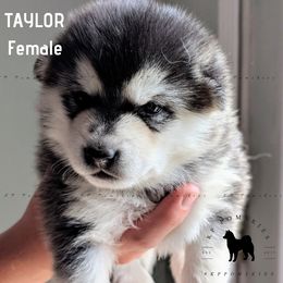 Pomsky Puppies from KP Pomskies LLC