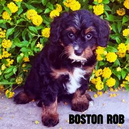 Boston Rob - Tri-color male Bernedoodle puppy in Gilbert, Arizona from Safe Havynn Doodles