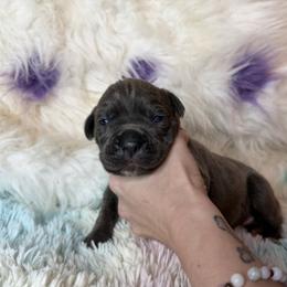 Orange collar - Gray female Cane Corso puppy in Opelousas, Louisiana from Azelees Cane Corso