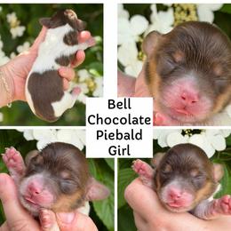 Bell - Piebald female Dachshund puppy in Paw Paw, Michigan from Mulberry Meadow Farms