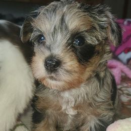 Zara - Merle female Yorkipoo puppy in Cottageville, South Carolina from Mandy's Yorkie's , Yorkiepoo's & Maltipoo's