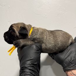 Male 4 - Fawn male Cane Corso puppy in Cashion, Oklahoma from APEXOK Cane Corsos LLC