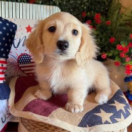 Cadbury - Cream male Dachshund puppy in Perryville, Maryland from Heavenly Heritage Dachshunds and Doods