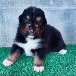 Tippy - Black tri-color male Australian Shepherd puppy in Harrison, Arkansas from Von Struve Australian Shepherds