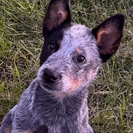 Silverado - Blue speckled male Australian Cattle Dog puppy in Orion, Illinois from Country View Kennel and Training