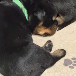 Boy 4 - Black and mahogany male Rottweiler puppy in Bartonsville, Pennsylvania from Karol's Rottweilers