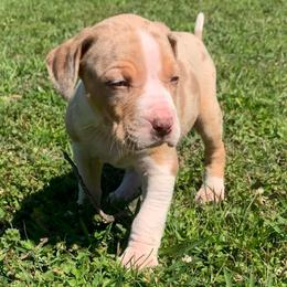 Male 2 - Red merle male Catahoula Leopard Dog puppy in Gadsden, Alabama from Rich Cat’s