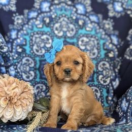Honey - Ruby female Cavalier King Charles Spaniel puppy in Elk Grove, California from Country Charm Cavaliers