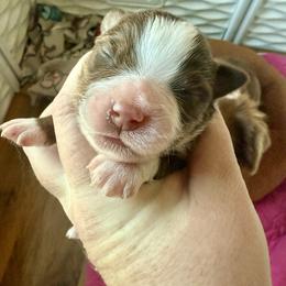 Crimson - Red tri female Miniature Australian Shepherd puppy in Gatesville, Texas from Southern Promise Aussie’s