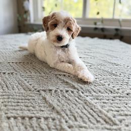 Penelope - Parti female Goldendoodle puppy in Barstow, California from Golden Desert Doodles
