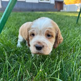 Grady - Lemon and white male English Springer Spaniel puppy in Coeur D'alene, Idaho from Springer Hollow