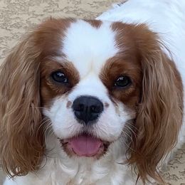 Ivy - Cavalier King Charles Spaniel