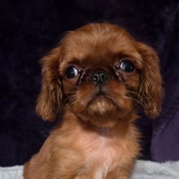 Charisma's fine wine valentine - Red male English Toy Spaniel puppy in Glenwood City, Wisconsin from NyaStar