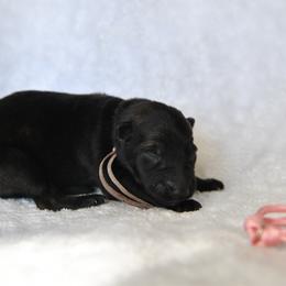 Pink - Sable female German Shepherd puppy in Louisburg, North Carolina from C6 Ranch & Shepherds