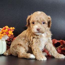 Rose - Red female Cockapoo puppy in Louisburg, North Carolina from Raven Oak's Mini Cockapoos and Mini Dachshunds