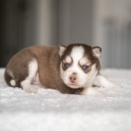 Ruby - Chocolate Pomsky puppy in Bellevue, Washington from The Pomsky Garden