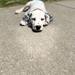 Dalmatian Puppies from Dalmatian Creation