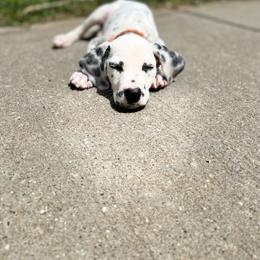 Dalmatian Puppies from Dalmatian Creation