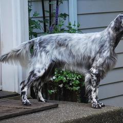 English Setter All Grown Up from Covenant English Setters