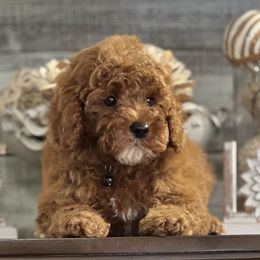 Cavapoo and Poodle Puppies from P&D Palace