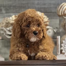 Cavapoo and Poodle Puppies from P&D Palace