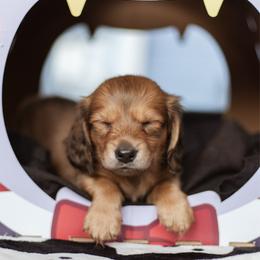 Tater - Cream male Dachshund puppy in Perry, Florida from EntityDachs