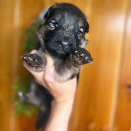 Male 2 - Black and red male German Shepherd puppy in Salem, South Carolina from Von Maqqedah Haus German Shepherds