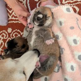 Boy 1 - Red male Shiba Inu puppy in Rohnert Park, California from Shiba Inn