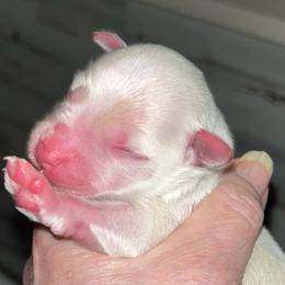 Koko - White female Miniature Schnauzer puppy in Port Orchard, Washington from Silver Bells Miniature Schnauzers