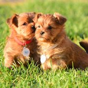 Shih Tzu and Shorkie Puppies from Nana's Happy Pups