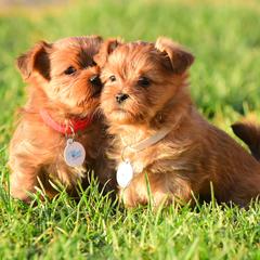 Shih Tzu and Shorkie Puppies from Nana's Happy Pups