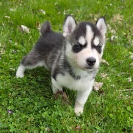 Iris - Black and white female Siberian Husky puppy in Brunswick, Ohio from Blue Star Siberians