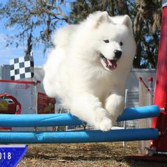 Samoyeds from White Sapphire Samoyeds